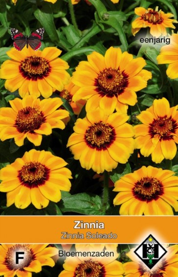 Zinnia haageana Soleado - 75 seeds